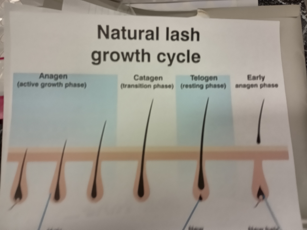 Natural Lash growth cycle 